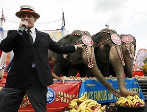 Elephants Humble Humans in Eating Contest