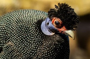 Crested guineafowl - Alchetron, The Free Social Encyclopedia