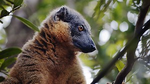 Nocturnal Primate Research Group (NPRG) at Oxford Brookes University