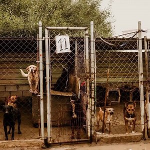 2.7K reactions · 1.8K shares | Every dog is special, but this is one...