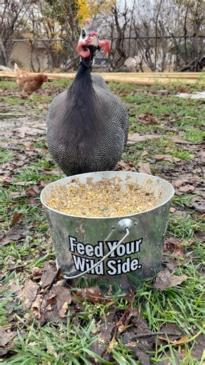 9K views · 88 reactions | Is this a male Guineafowl? Age 7 months. Today I noticed it was chasing female barred rock chickens. | My lovely Animals | Facebook