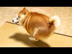 Shibe pretends to move at supersonic speed