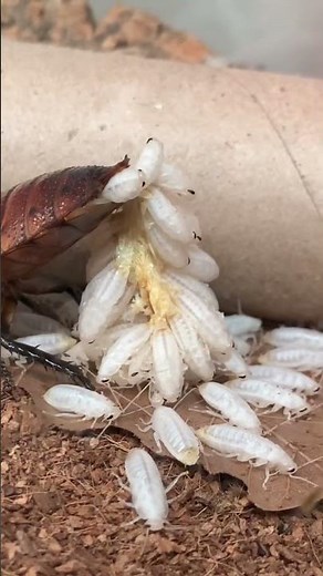 Cockroach giving birth!?