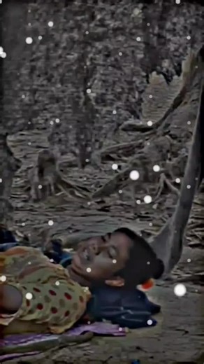 Cute Dog Meeting Captured on Video