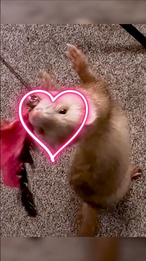 The Beautiful Chaos of Ferrets in Slow Motion