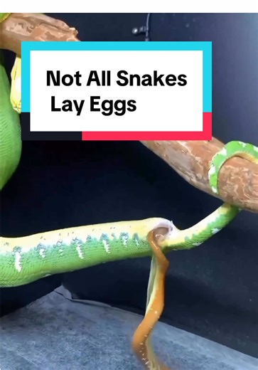 The Emerald Tree Boa is ovoviviparous | boa