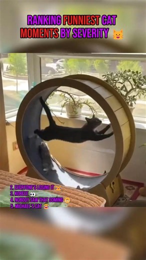 RANKING Funniest Cat Moments by Severity 🐱