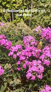 21 reactions | A Swallowtail Butterfly on our Phlox | Home Garden and Homestead | Facebook