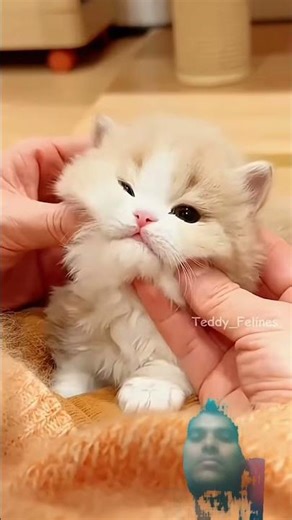Cute and Cuddly Kittens ❤️🔥😻💕 #cat #cute #cats #kitten #song