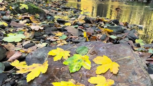 天然石板烤蓝鱼 🍂 🐟+石板肉丸卷制作 🥩🫓