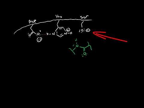 Serine Protease Mechanism