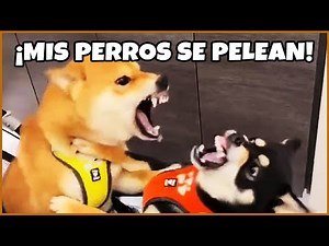 😨Mis perros se pelean🐺💥🐶 Qué hago?