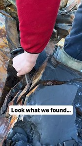 Here is an ammonite rock that we found in a fresh shale slab amongst the boulders and opened up with our hammer 🏝🌊 Inside, a stunning eleganticeras ammonite from the Jurassic 😍🦑 This ammonite is around 185 Million Years Old 💀 🏝 | Fossils Explorer