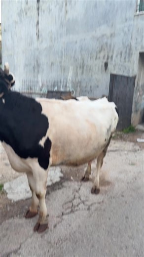 Exploring Palestinian Cities: Ramallah, Nablus, and More