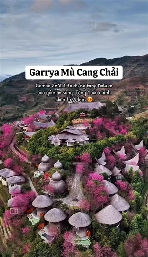 Khám Phá Mù Cang Chải: Hoa Tớ Dày Rực Rỡ Nhất Năm