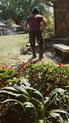 Stump cut #stumpgrinding #treestump #diy #chainsawman