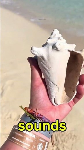 Why Do Seashells Sound Like The Ocean? 🌊 The Real Reason Explained!