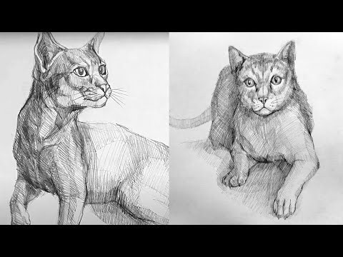 How to Draw a Realistic Cat 🐱 | Step-by-Step Pencil Drawing Tutorial