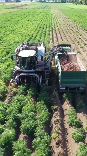 Mega Potato Farm! Robotic Machine Harvesting Tons of Potatoes in to Truck in 8k