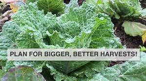 32K views · 966 reactions | The secret to a successful garden? Plan before you plant! We'll get you started. For full video (and text), go here: www.almanac.com/video/planning-better-vegetable-garden | The Old Farmers Almanac | Facebook