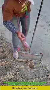 Beachcombing and shell collecting