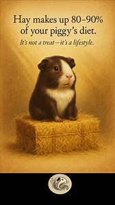 Confused about hay types? You’re not alone. In this cozy, educational carousel, we explore the best hay choices for guinea pigs—including Timothy, Orchard, Meadow, andAlfalfa. Learn what makes each hay unique, when to use them, and how to spot the freshest, healthiest options for your herd. Whether you're a first-time piggy parent or a seasoned cavy whisperer, this guide will help you feed smarter and snack happier. 🐹🌾 #cavylove #guineapigcare #guineapigs #guineapigsofinsta #cuteanimals #CavyW