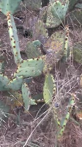 I love snakes and love having a property where they thrive, but please stay off of my porch…. 😜 | Big Country Snake Removal
