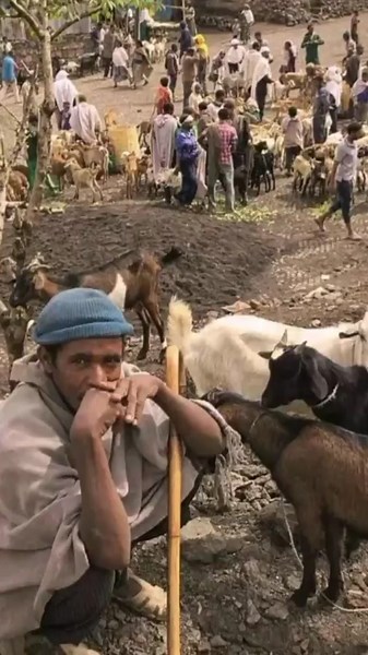 Exploring a Vibrant Livestock Market in Ethiopia