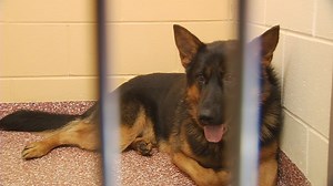 NHSPCA  seeks help caring for 36 neglected German Shepherds