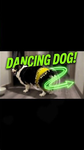 The Cutest Corgi Mix Wiggle You Need to See! 🐶✨#Shorts #Corgi #FunnyDogs