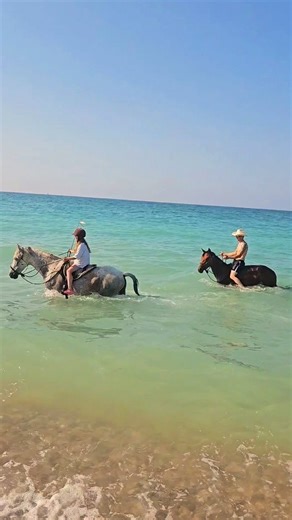Our horses first time at the Ocean in Italy! *This is a re-upload as in the last post there was a fraction of a second where something could be easily misinterpreted if you don't understand my training method and I don't have time to explain it the 500 different people who ask about it at the moment 😉 #horsefriends #horselife #Beach #beachlife #horseriding #horsebackriding #italy #vacation #lusitano #arabianhorse #Italia #bitless #bitlessriding | Fearless Horsemanship