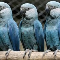 Lethal virus hits last rare blue macaws in Brazil wild