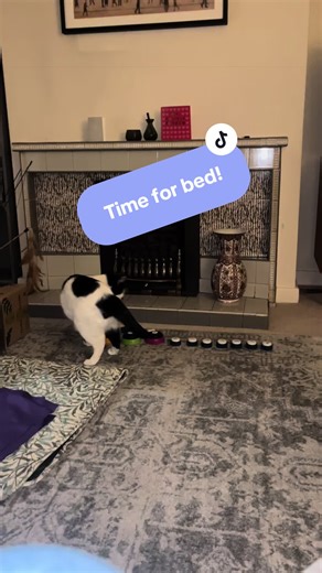 She’s a little bit early but Bessie would like everyone settled in bed, please x #talkingcat #cattok #cat