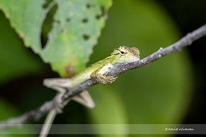 Changeable lizard - Oriental Garden Lizard - Singapore Geographic