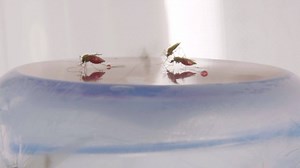 In a state-of-the-art insectary, Penn Vet's Michael Povelones studies the mosquito immune system for clues to fighting diseases like malaria, dengue and Zika. Learn more: http://bit.ly/2cCYx2V | University of Pennsylvania