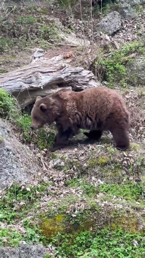 Braunbär im Fellwechsel #zoosalzburg #braunbär #fellwechsel #zoo #salzburg