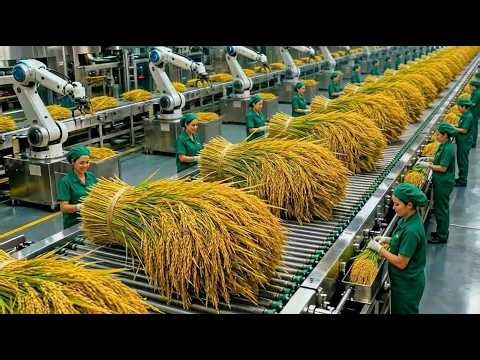 Inside a High-Tech Rice Processing Factory 🏭 | Amazing Modern Automation & Smart Farming Technology
