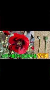 [365일 우리식물 이야기] 5월 6일 양귀비