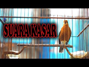ANIS MERAH NGEPLONG SUARA KASAR, pancingan EMOSI ANIS MERAH