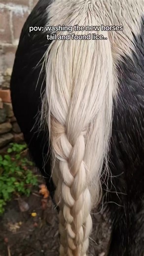 Caring for Horses: Tackling Lice in Tails