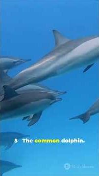 7 Fastest Animals: Land vs Sea (Mind-Blowing Speeds!) #budgettravel #facts #discoverthewonder