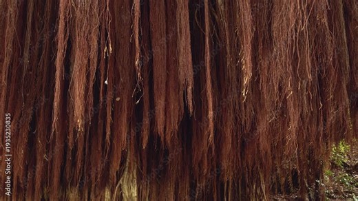 Ficus microcarpa, Chinese banyan, Hill's weeping fig, small-fruited fig, Malayan banyan, Indian laurel. Kaūmana Caves, The Big Island (Hawaiʻi Island). Aerial roots are roots growing above the ground.