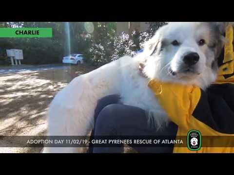 CHARLIE needs a home! Great Pyrenees for Adoption. Great Pyrenees Rescue of Atlanta.