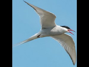 try to hear this Common tern