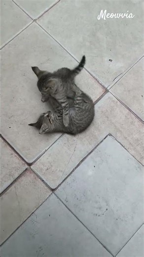 coco and Bella's fight🐈#cat#fight#catfight#fun#catshorts