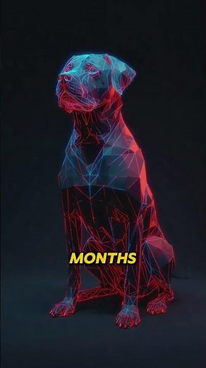 Your dog scratches constantly and has no fleas