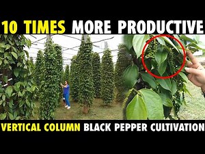 Vertical Column Black Pepper Cultivation | 10 TIMES MORE PRODUCTIVE
