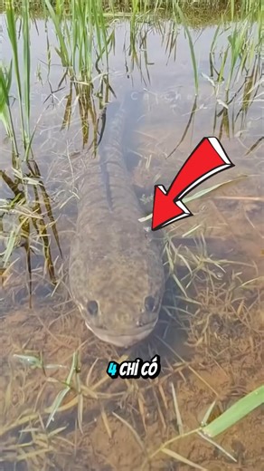 Cách bắt cá trơn như sáp nhanh nhất #shorts