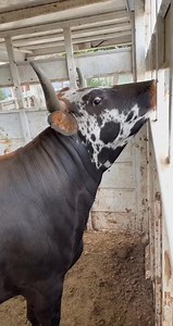 14K views · 147 reactions | Corriente cow #zabeehafarms #arhalalmeat #corriente #corrientes #corrientecattle #longhorn #longhorncattle #longhorncow #roping #ropingcattle #ropingc | Jonathan Bell | Facebook