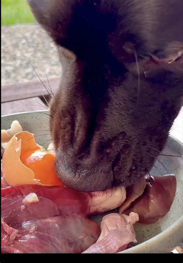 Delicious Raw Feeding for Dogs: A Mukbang Experience
